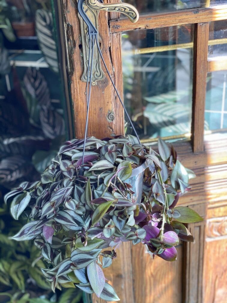 Zdjęcie Tradescantia Purple (Trzykrotka ) w kategorii rośliny, ujęcie 1
