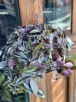 Zdjęcie Tradescantia Purple (Trzykrotka ) w kategorii rośliny, ujęcie 2