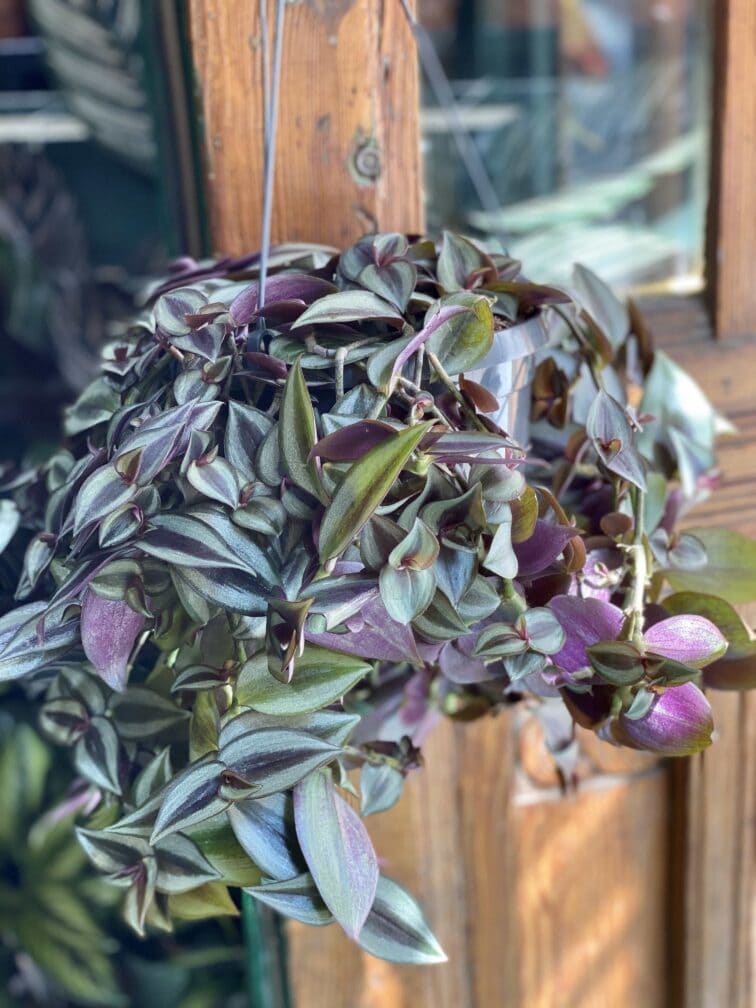 Zdjęcie Tradescantia Purple (Trzykrotka ) w kategorii rośliny, ujęcie 2