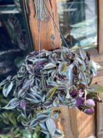 Zdjęcie Tradescantia Purple (Trzykrotka ) w kategorii rośliny, ujęcie 3