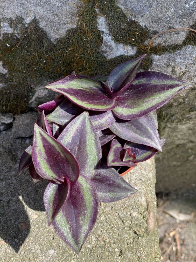 Zdjęcie Tradescantia Purple (Trzykrotka ) w kategorii rośliny, ujęcie 1