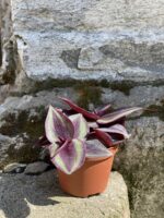 Zdjęcie Tradescantia Purple (Trzykrotka ) w kategorii rośliny, ujęcie 2
