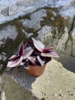 Zdjęcie Tradescantia Purple (Trzykrotka ) w kategorii rośliny, ujęcie 3