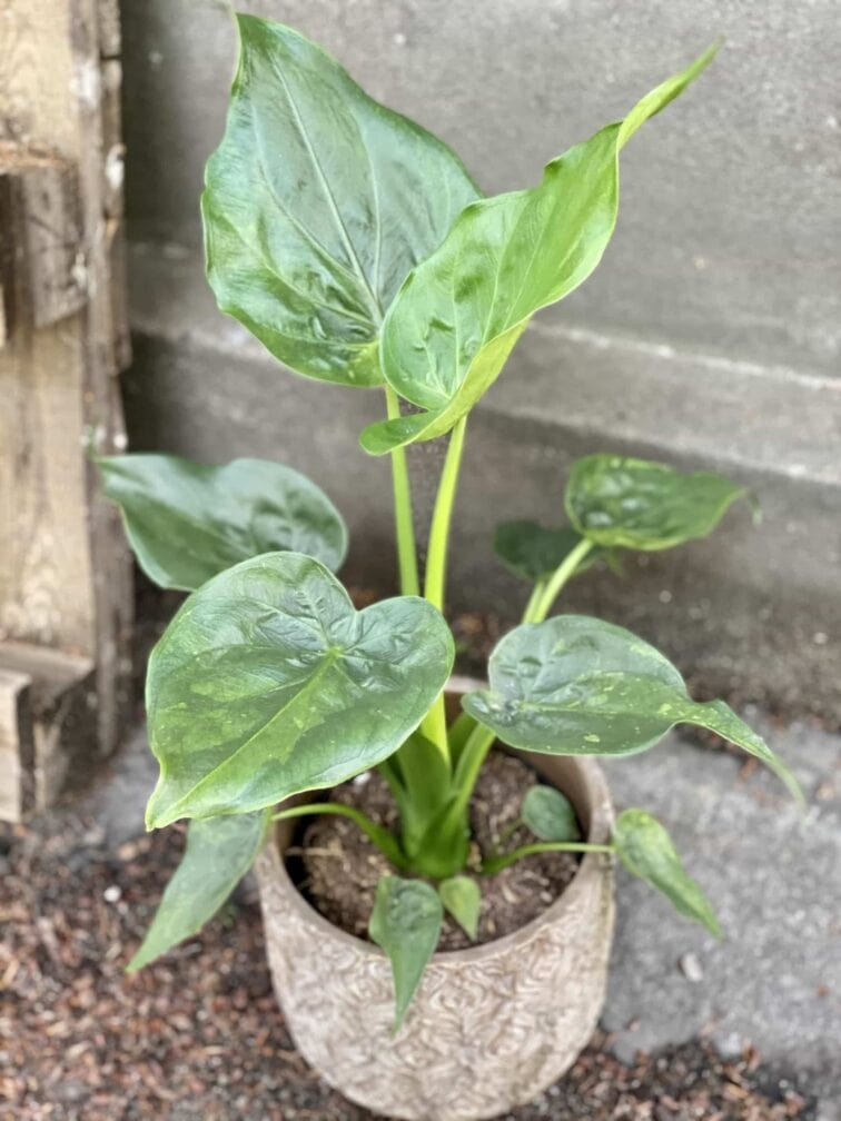 alocasia-cucullata_17x65-0.jpg Zdjęcie Alocasia cucullata w kategorii rośliny, ujęcie 1