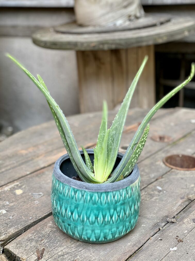 Zdjęcie Aloe Vera (Aloes) w kategorii rośliny, ujęcie 3