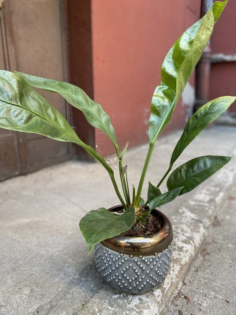 Anthurium Elipticum Jungle King - Jungle Boogie