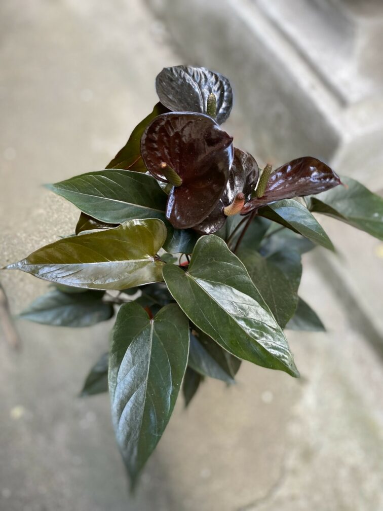 Zdjęcie Anthurium Giant Chocolate w kategorii rośliny, ujęcie 3
