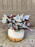 Zdjęcie Begonia Arctic Breeze w kategorii rośliny, ujęcie 2