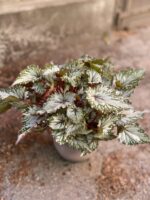 Zdjęcie Begonia Asian Tundra w kategorii rośliny, ujęcie 1