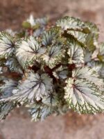 Zdjęcie Begonia Asian Tundra w kategorii rośliny, ujęcie 2