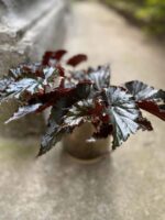 Zdjęcie Begonia Black Magic w kategorii rośliny, ujęcie 1