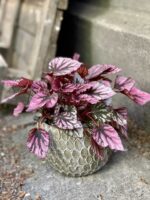 Zdjęcie Begonia Indian Summer w kategorii rośliny, ujęcie 1