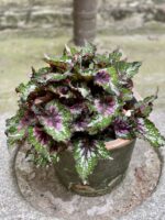 Zdjęcie Begonia Maui Mist w kategorii rośliny, ujęcie 1