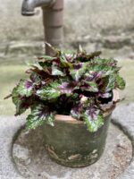 Zdjęcie Begonia Maui Mist w kategorii rośliny, ujęcie 3