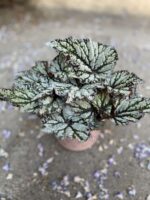 Zdjęcie Begonia rex Kings Spirit w kategorii rośliny, ujęcie 1