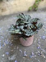 Zdjęcie Begonia rex Kings Spirit w kategorii rośliny, ujęcie 2