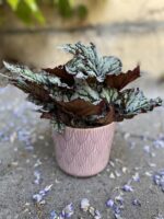 Zdjęcie Begonia rex Kings Spirit w kategorii rośliny, ujęcie 3