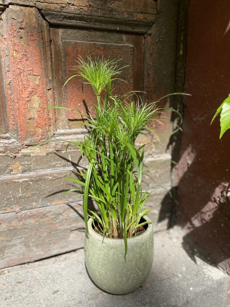 cyperus-haspqn_15x50-0.jpg Zdjęcie Cyperus Haspqn (Papirus) w kategorii rośliny, ujęcie 1