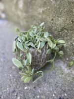 Zdjęcie Dischidia onanthe White Diamond w kategorii rośliny, ujęcie 1