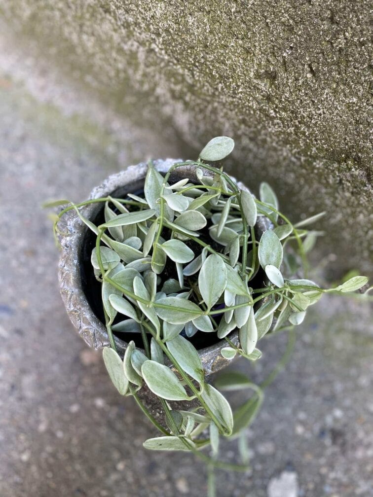 Zdjęcie Dischidia onanthe White Diamond w kategorii rośliny, ujęcie 2