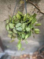 Zdjęcie Dischidia ovata w kategorii rośliny, ujęcie 1