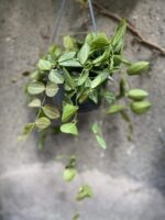 Zdjęcie Dischidia ovata w kategorii rośliny, ujęcie 2