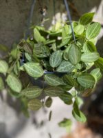 Zdjęcie Dischidia ovata w kategorii rośliny, ujęcie 3