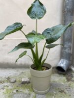 Zdjęcie Doniczka Frog 18x20 cm w kategorii doniczki, ujęcie 1