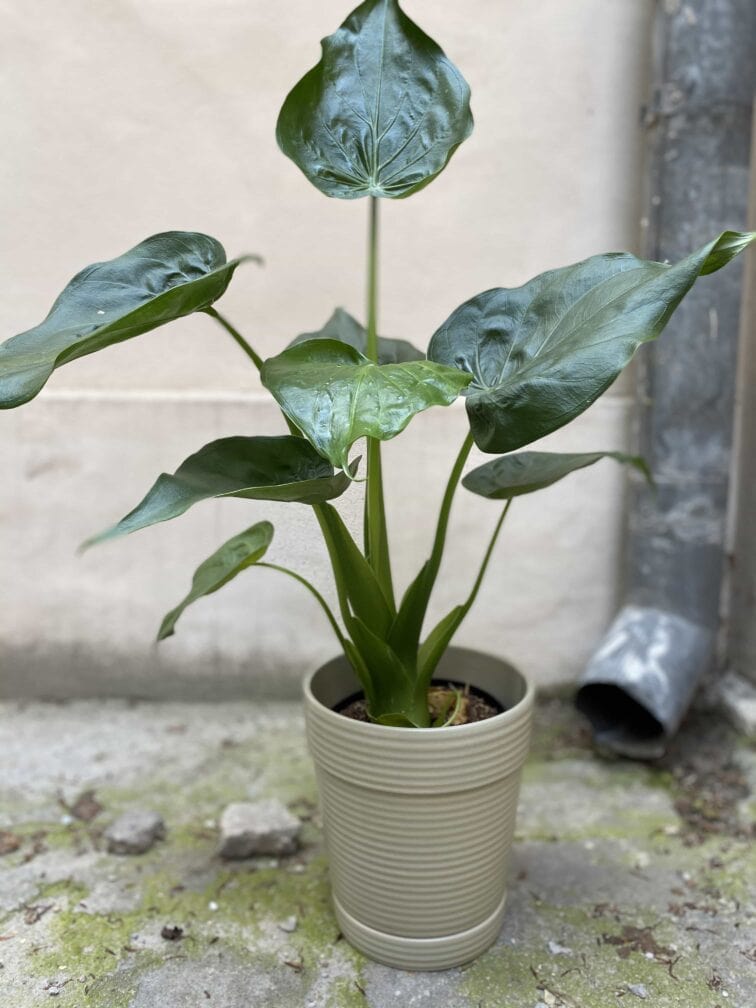 Zdjęcie Doniczka Frog 18x20 cm w kategorii doniczki, ujęcie 1