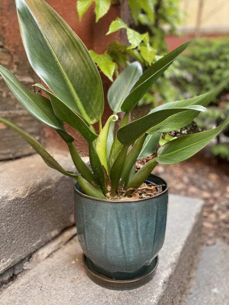 Zdjęcie Doniczka Turkusowe Morze 21x21 cm w kategorii doniczki, ujęcie 2