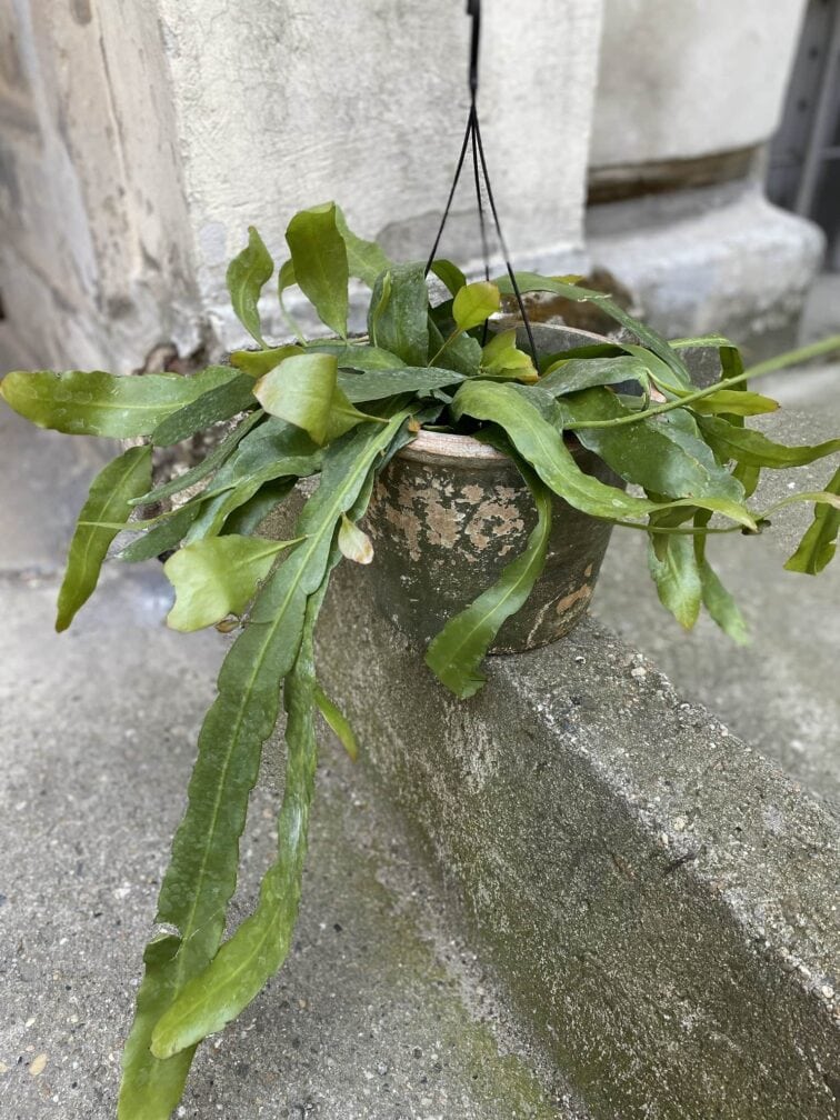 Zdjęcie Epiphyllum pumillum w kategorii rośliny, ujęcie 1