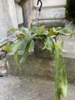 Zdjęcie Epiphyllum pumillum w kategorii rośliny, ujęcie 2