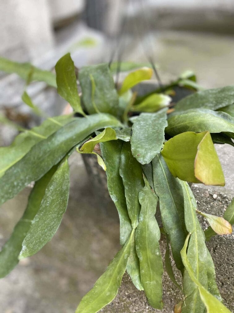 Zdjęcie Epiphyllum pumillum w kategorii rośliny, ujęcie 3