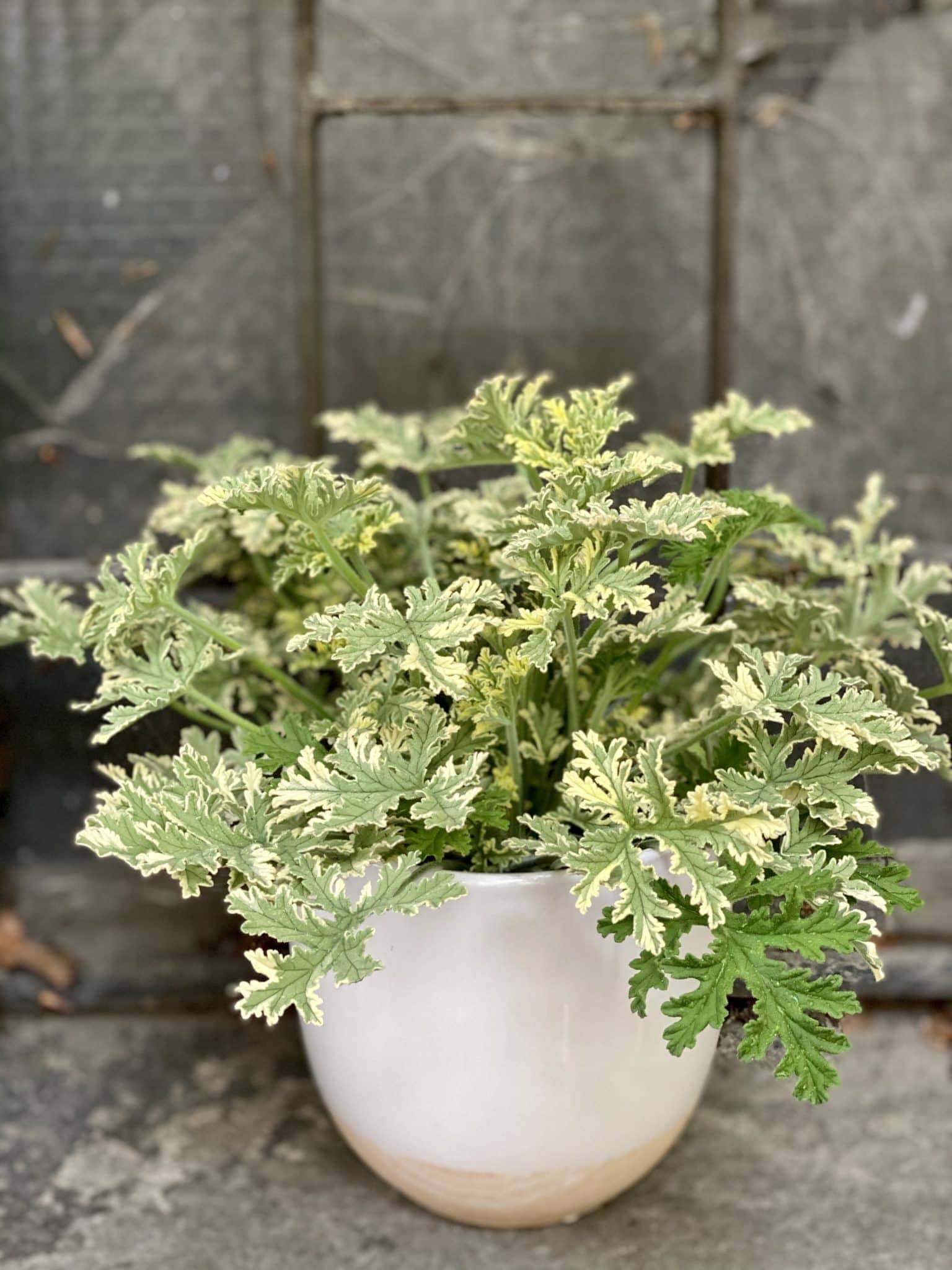 Geranium scented Mint Jungle Boogie