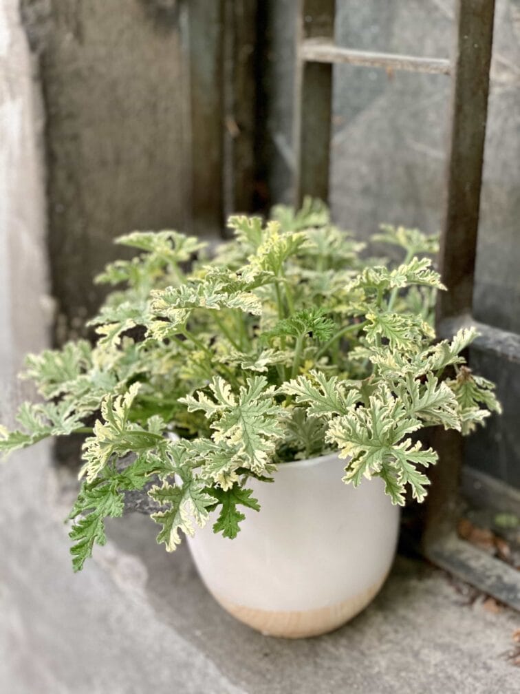Zdjęcie Geranium scented Mint w kategorii rośliny, ujęcie 2