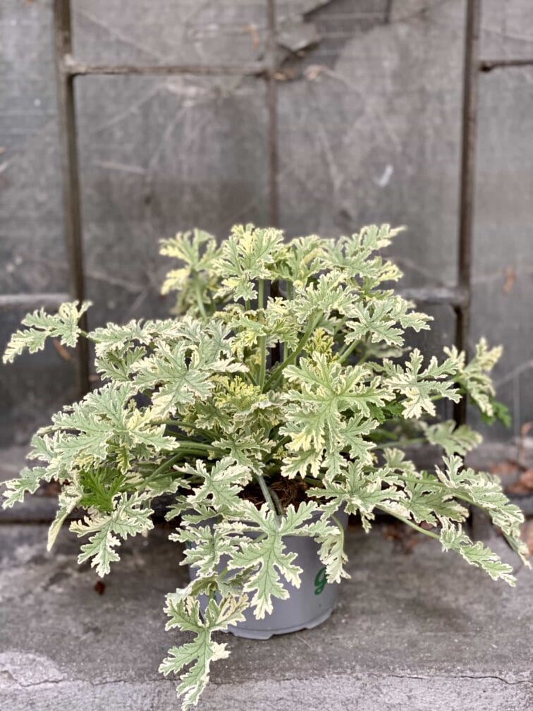 Zdjęcie Geranium scented Mint w kategorii rośliny, ujęcie 3