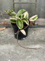 Zdjęcie Hoya carnosa albomarginata w kategorii rośliny, ujęcie 1