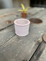 Zdjęcie Indian Pink 6x6 cm w kategorii doniczki, ujęcie 1