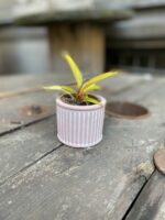 Zdjęcie Indian Pink 6x6 cm w kategorii doniczki, ujęcie 2