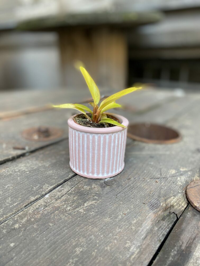 Zdjęcie Indian Pink 6x6 cm w kategorii doniczki, ujęcie 2