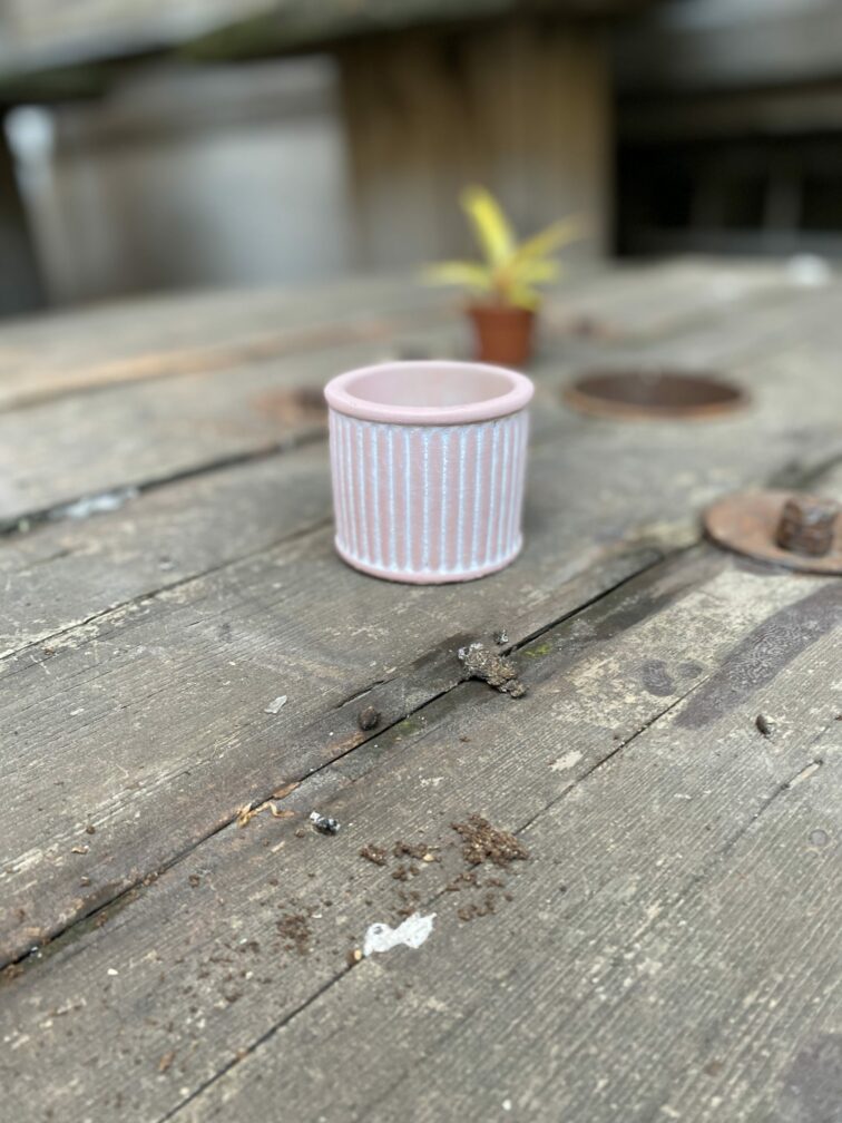 Zdjęcie Indian Pink 6x6 cm w kategorii doniczki, ujęcie 3