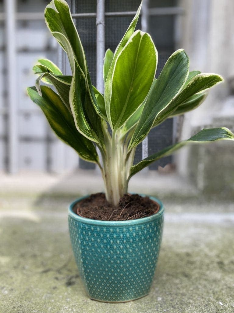 Aglaonema - roślina lubiąca cień