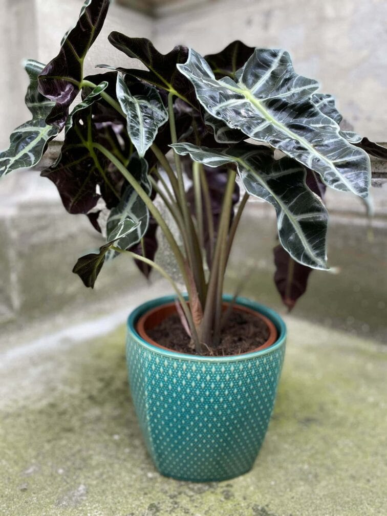 Zdjęcie Osłonka Barracuda Green 18x17 cm w kategorii doniczki, ujęcie 1