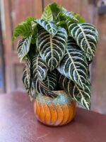 Zdjęcie Osłonka Breeze 13x12 cm w kategorii doniczki, ujęcie 3