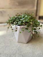 Zdjęcie Osłonka Diamond Grey 14x14 cm w kategorii doniczki, ujęcie 1