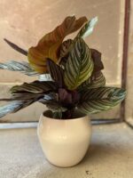 Zdjęcie Osłonka Dżelada 15x16 cm w kategorii doniczki, ujęcie 1