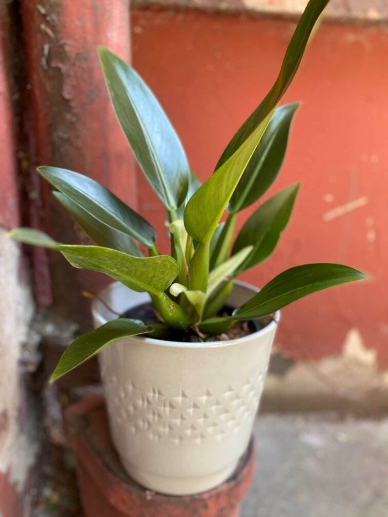 Zdjęcie Osłonka Falling Stars 22x22 cm w kategorii doniczki, ujęcie 3