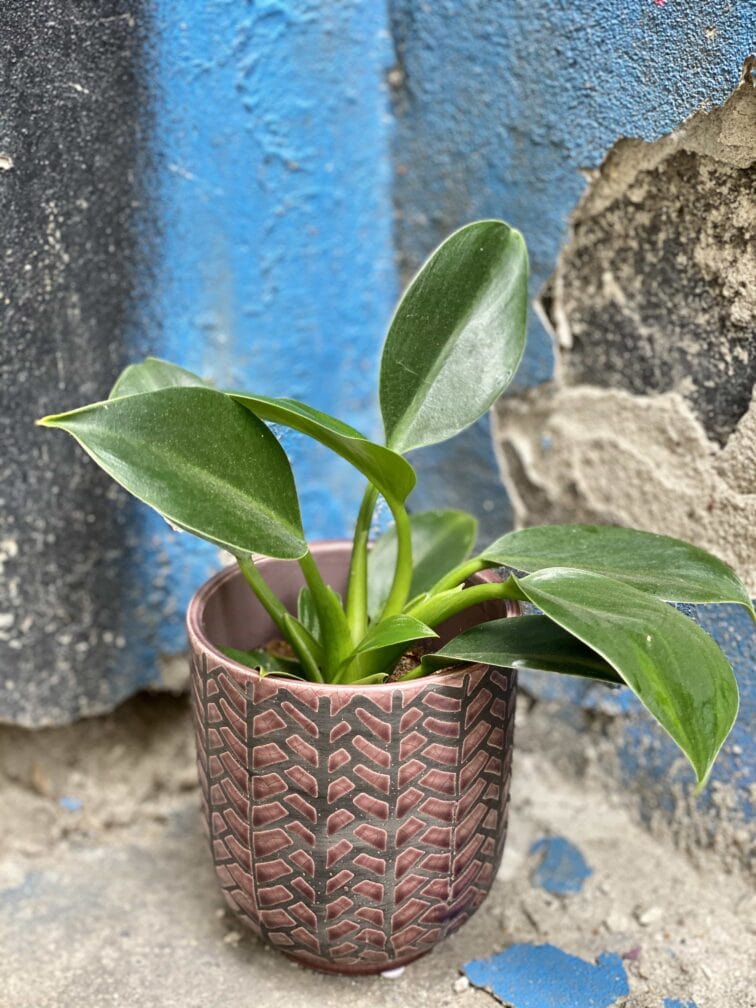 Zdjęcie Osłonka Fishbone 9x11 cm w kategorii doniczki, ujęcie 2