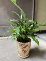 Zdjęcie Osłonka Hampshire 11x13 cm w kategorii doniczki, ujęcie 1