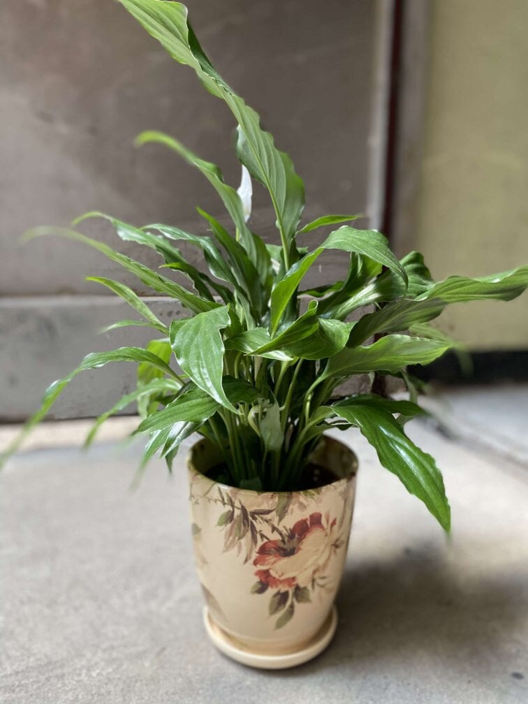 Zdjęcie Osłonka Hampshire 11x13 cm w kategorii doniczki, ujęcie 1